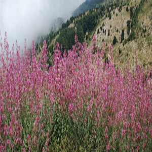 Mediterrane Berglandschaft im Libanon mit blühenden Pflanzen im Vordergrund.